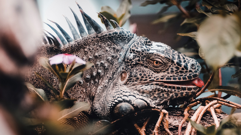 close up photo of a lizard on a branch