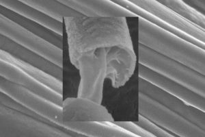 Electron microscopy to image the two differentiated layers in their core-sheath fibers